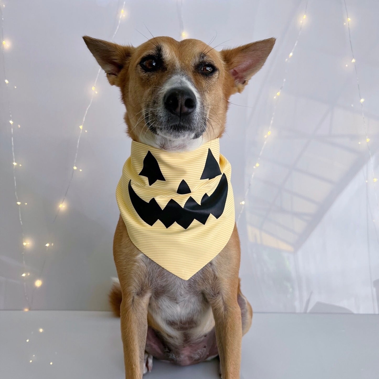 Jack-O-Bear