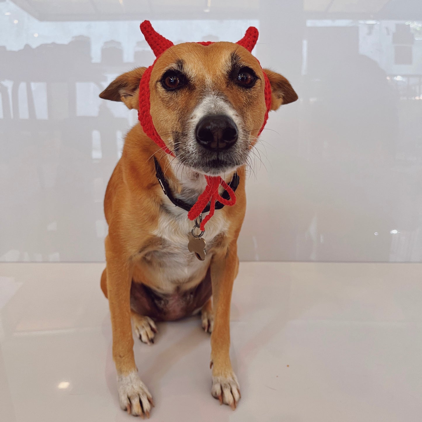 Devil Crochet Dog Hat