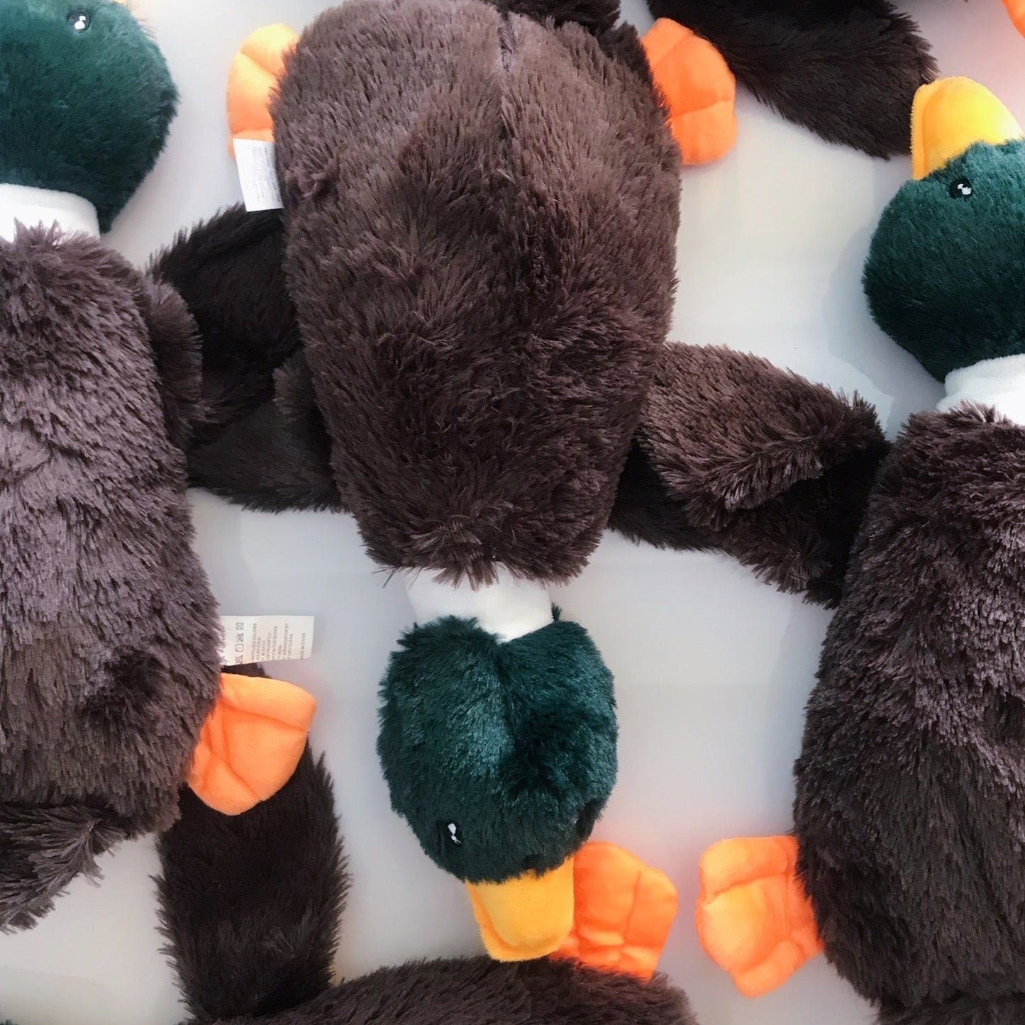 Brown Duck