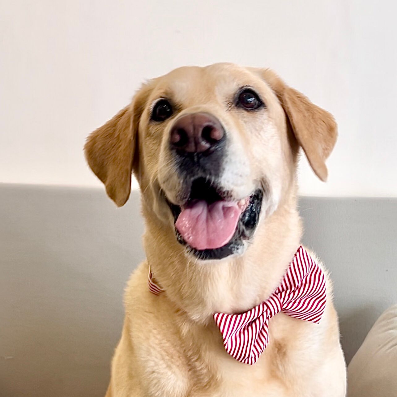Red Stripe Bow Collar