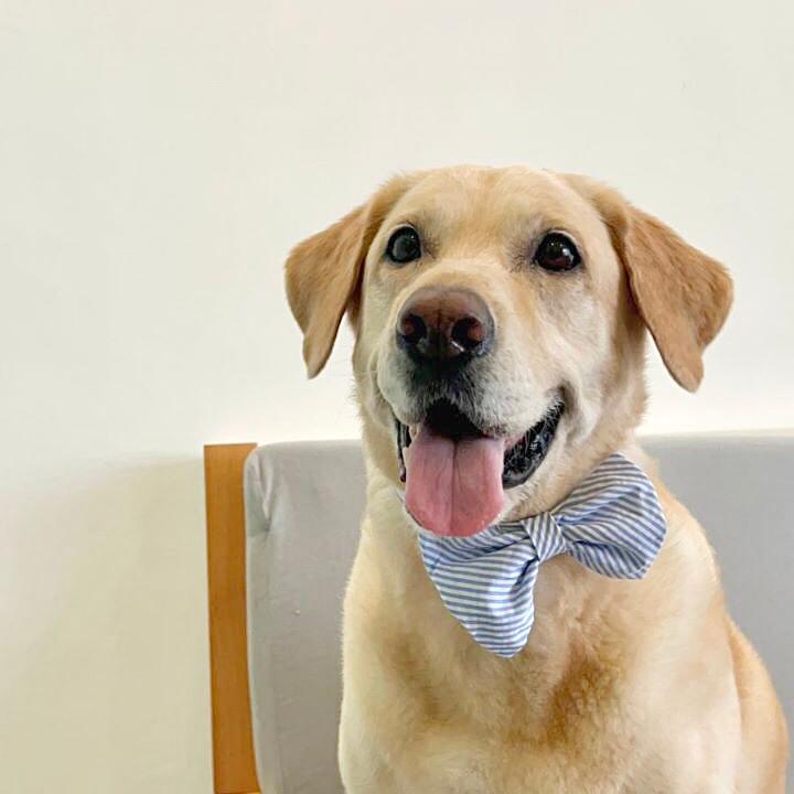 Blue Stripe Bow Collar