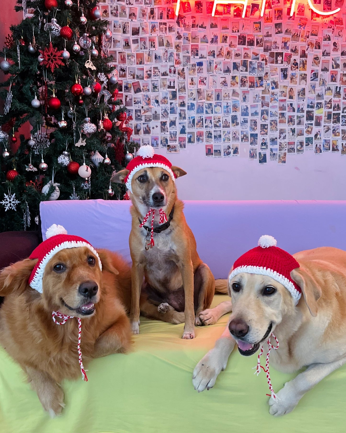 Dog Christmas Beanie