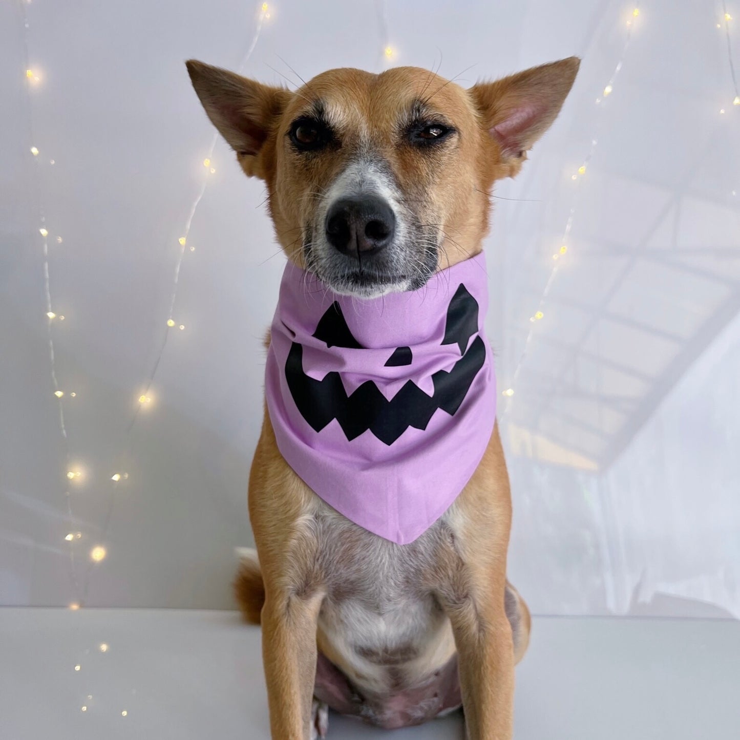 Jack-O-Bear
