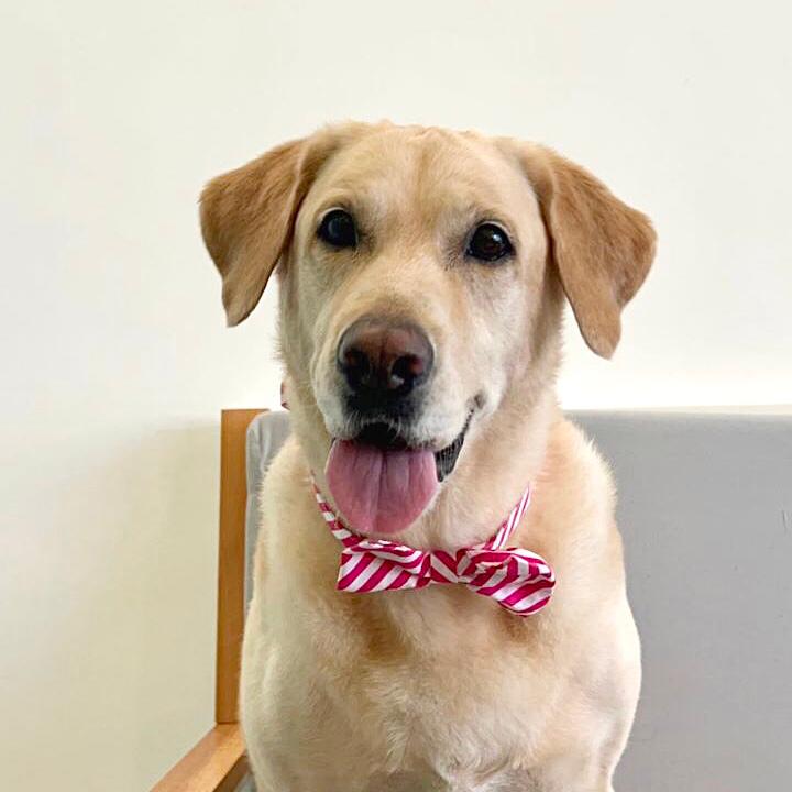 Pink Stripe Bow Collar