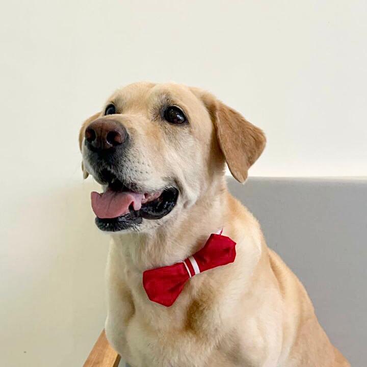 Plain Red Bow Collar