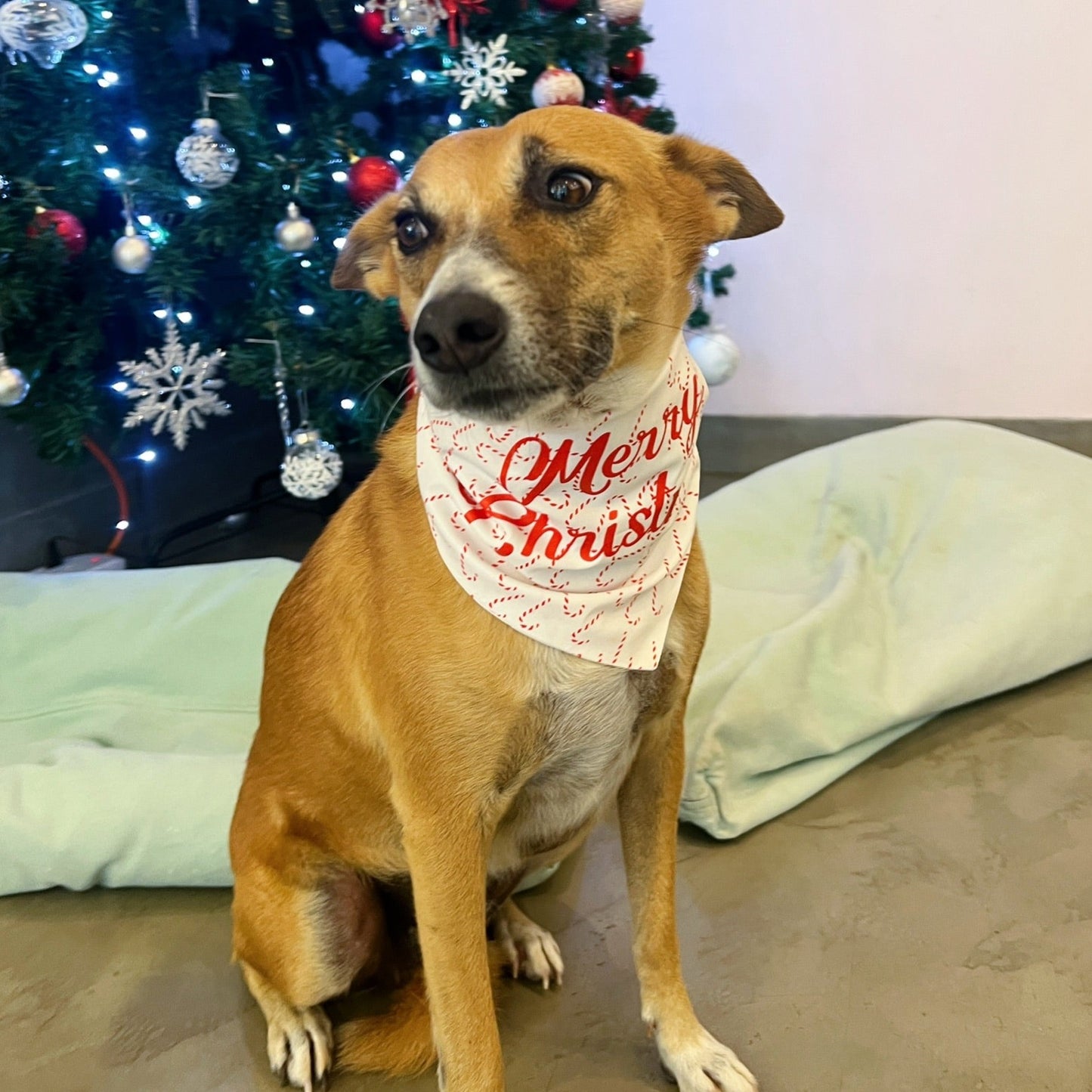 Merry Christmas Bandana