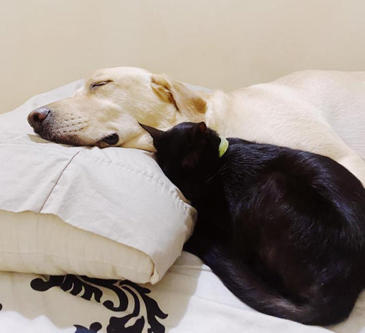 GOD MOTHER OR A GOD DAD FOR YOUR DOGGY!!