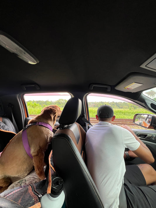 Travelling With Your Pets: The Reality Behind the Photos