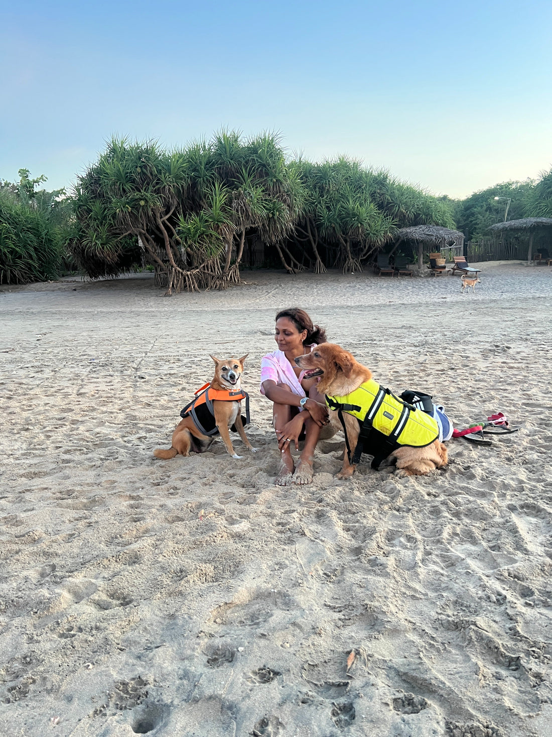 Pet-Friendly Hotels and Villas Personally Recommended by Tayo Bear