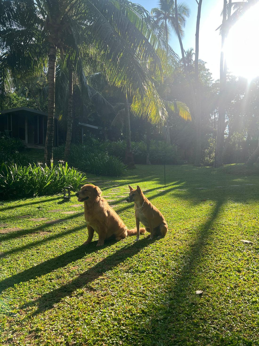 Pet-Friendly Hotels and Villas Recommended by Sri Lankan Dog Parents
