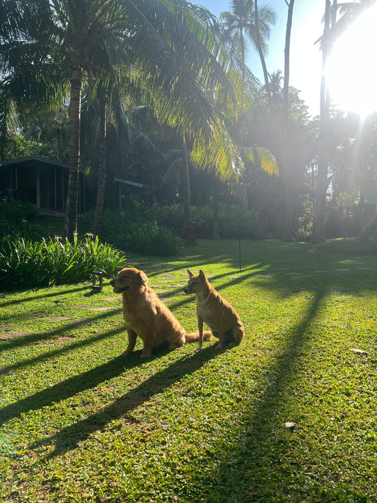 Pet-Friendly Hotels and Villas Recommended by Sri Lankan Dog Parents