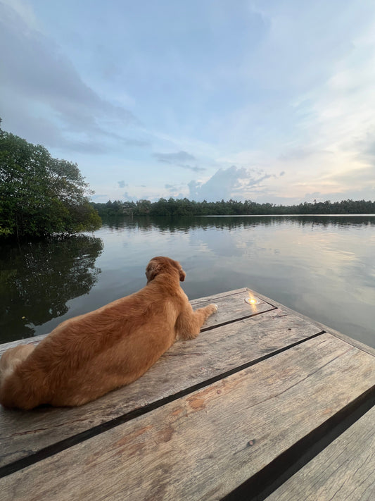 Dog Travel Checklist for Sri Lanka: What to Pack