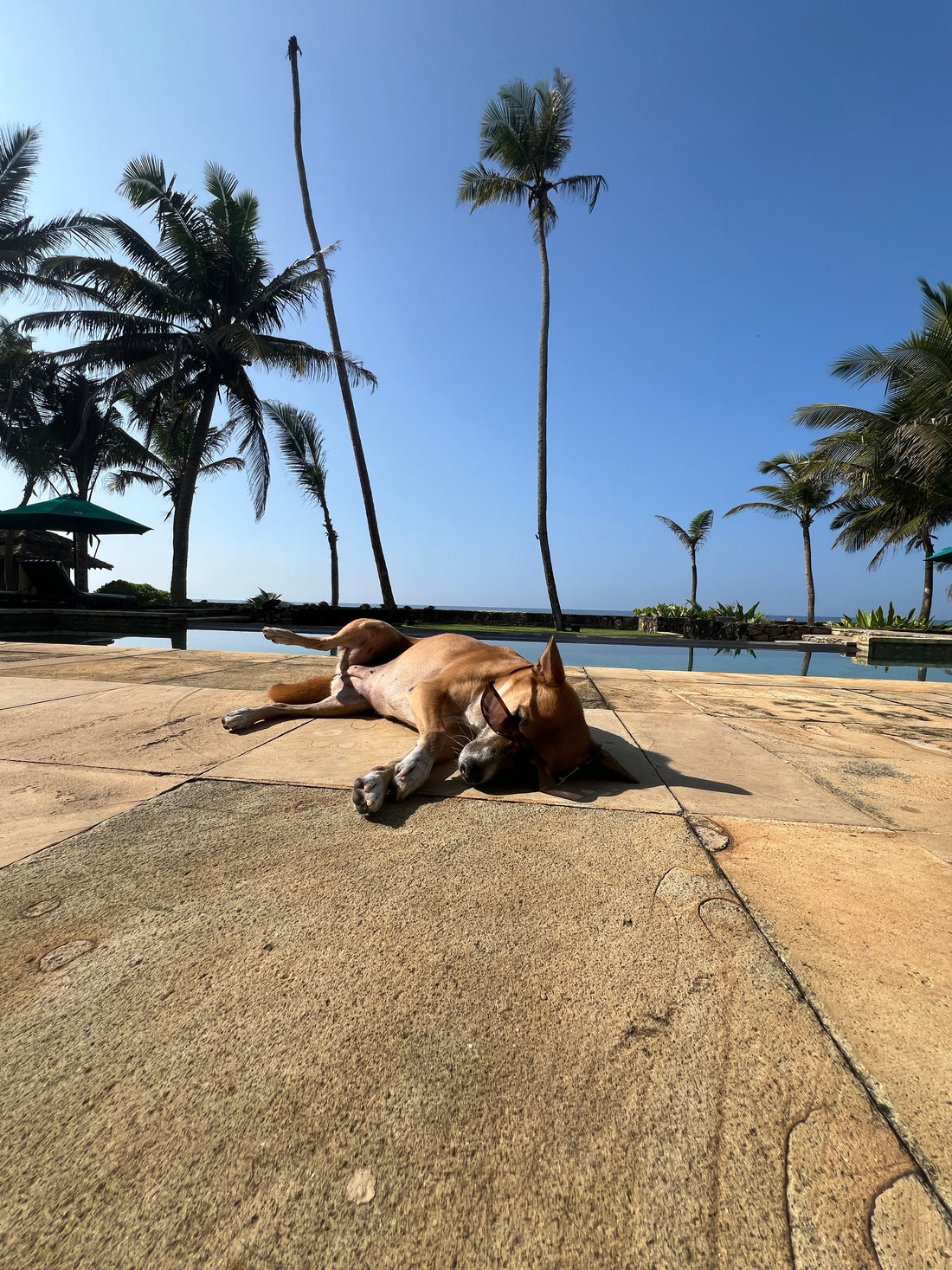 Pet-Friendly Hotels & Villas in Sri Lanka | 2026 Guide