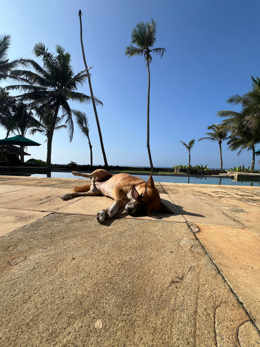 Pet-Friendly Hotels & Villas in Sri Lanka | 2026 Guide