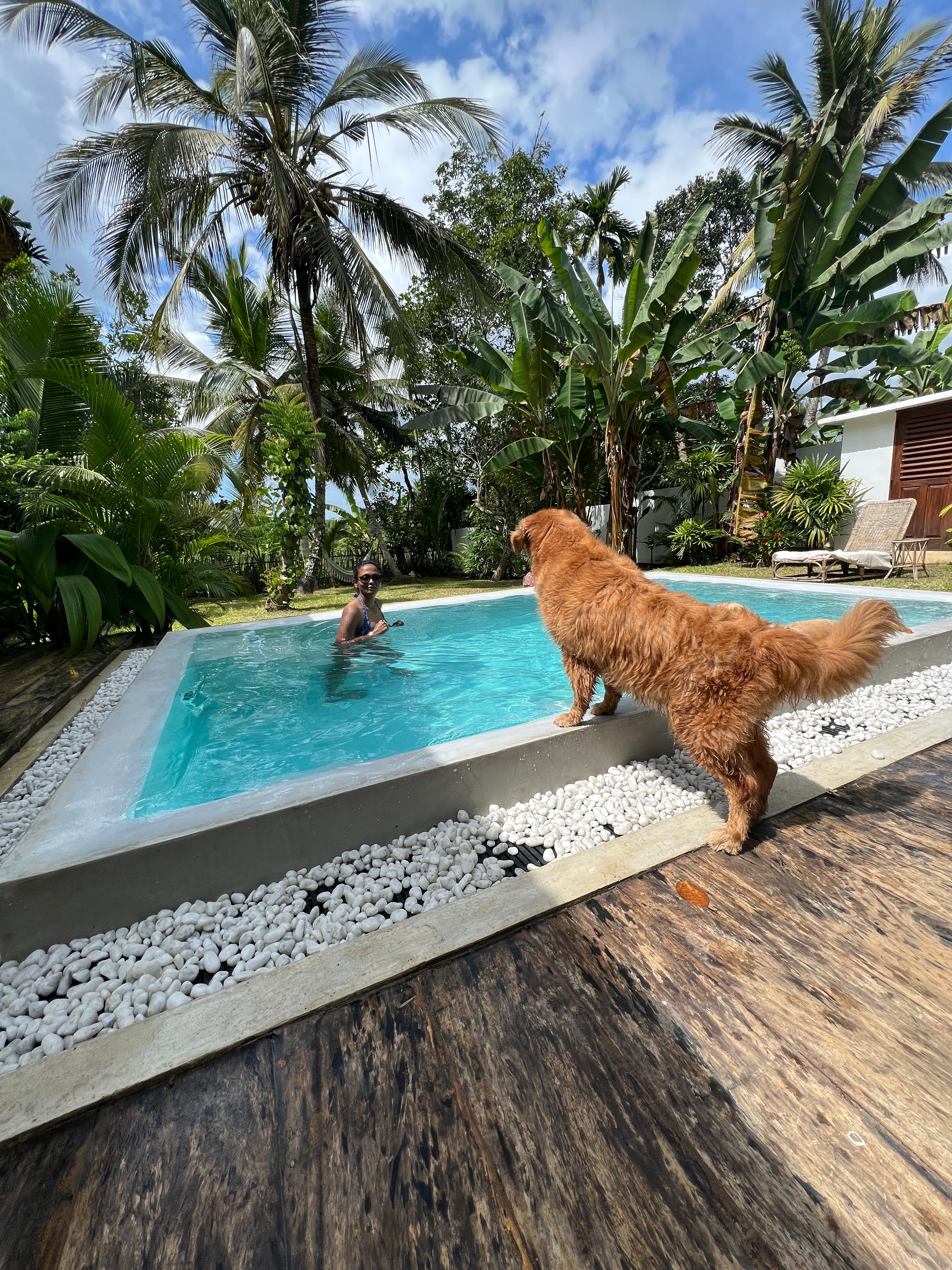 Dog deals friendly getaways