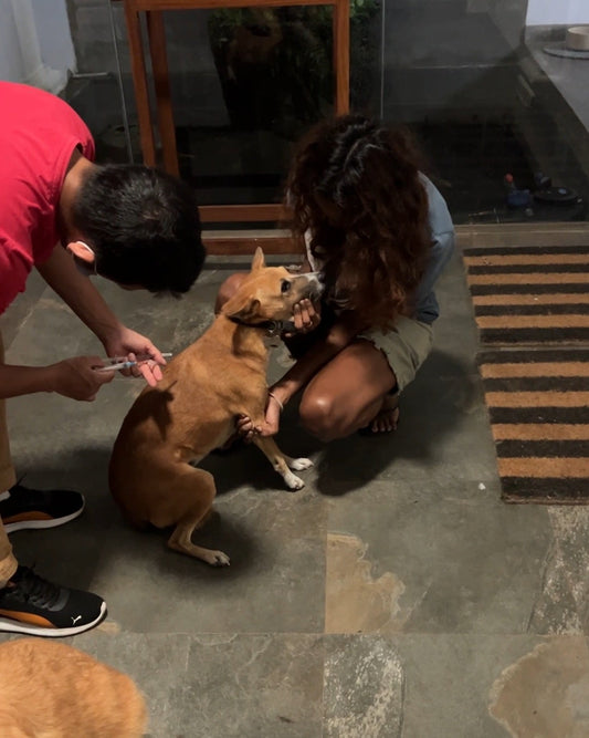 Vaccination Day at Tayo Bear Household